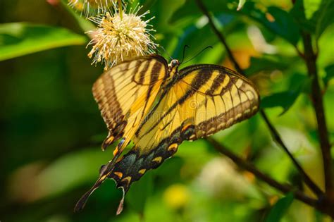 Eastern Tiger Swallowtail Papilio Glaucus Stock Image Image Of