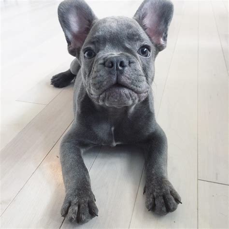 33 Blue And White French Bulldog Puppies Photo Bleumoonproductions