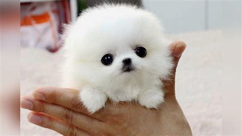 The Smallest Dog Breeds In The World Cute Pomeranian Cute Baby