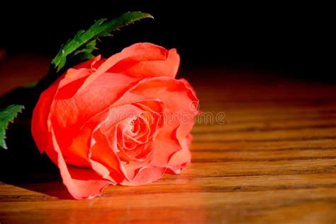 Red Rose Stock Image Image Of Stem Blossom Emotion 24749641