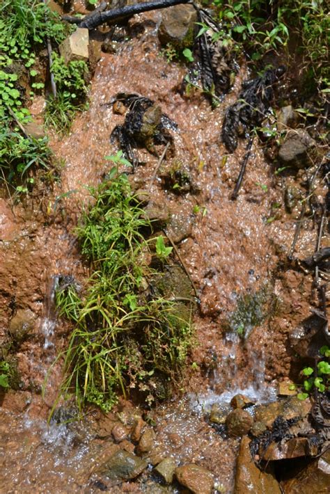 Foto Centro Biologico Las Quebradas Las Quebradas De Perez Zeledón