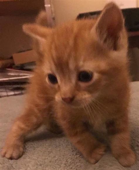 1 Beautiful Ginger Kitten For Sale Male Kitten In Pic 2 For Sale
