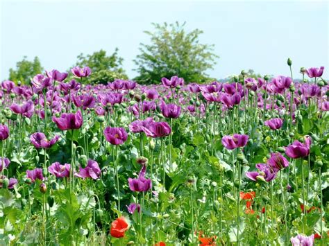 Purple Poppy Field In Full Bloom In Spring With Blurry Background Stock