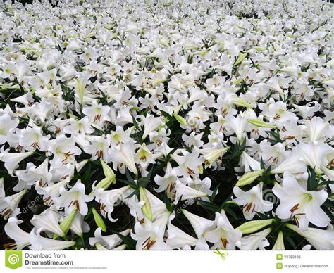 White Lily Flowers Royalty Free Stock Images Image 33789199