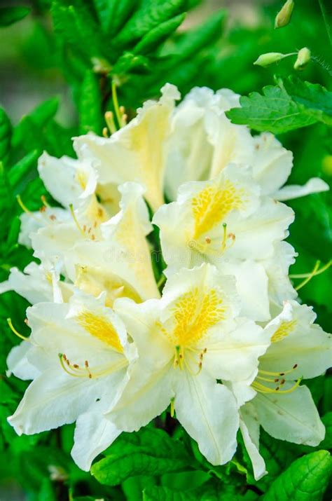 White Azalea Flowers Against The Background Of Green Leaves Stock Photo