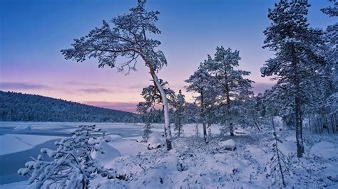 Snow Covered Trees Under Blue Sky During Winter Hd Winter Wallpapers