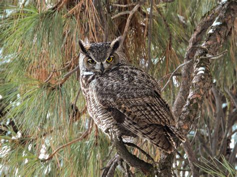 Great Horned Owl Flathead Audubon Society