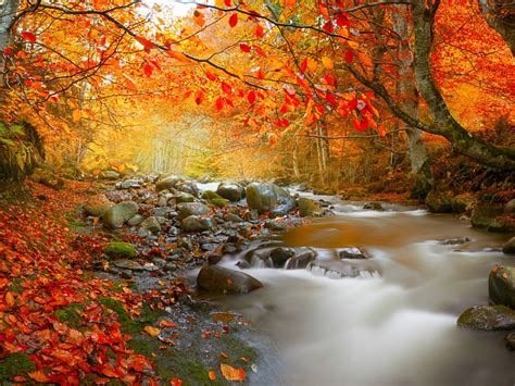 Stream In Autumn Deciduous Forest Nature High Quality Wallpaper Preview