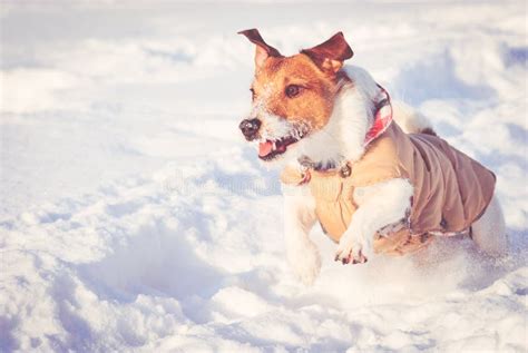 Winter Scene With Dog Running On Snow At Sunny Cold Day Stock Photo