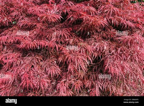 Acer Palmatum Ever Red Japanese Maple Stock Photo Alamy