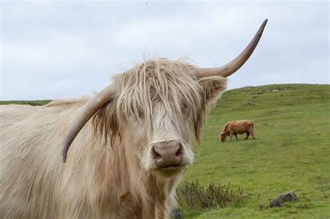 White Cow Highland Cow Scotland Highland Scottish Hairy Cattle Landscape Nature Farm