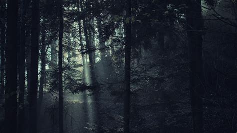 Download Wallpaper 3840x2160 Trees Forest Fog Light Nature Dark 4k