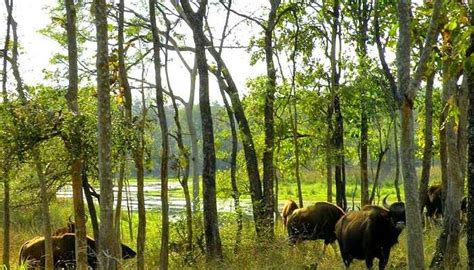 15 Best Wildlife Sanctuaries In Madhya Pradesh For Your 2023 Trip