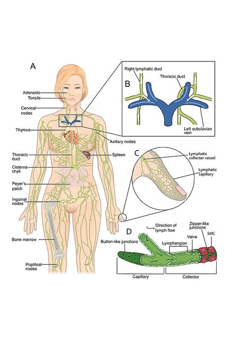 The Lymphatic System Consists Of A Conducting Network Of Lymphatic Vessels Lymphoid Organs