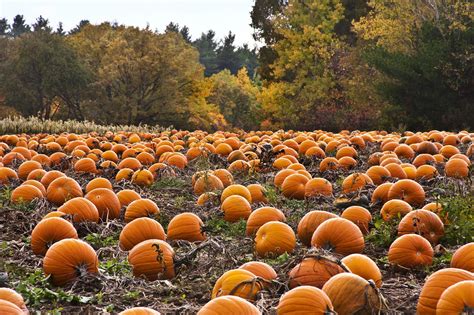 Pumpkin Farm Wallpapers Wallpaper Cave