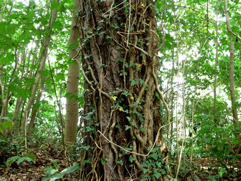 Tree With Vines By Mrscats On Deviantart