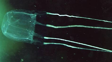 Longer Jellyfish Stingers Inflict More Pain Study Says Mental Floss