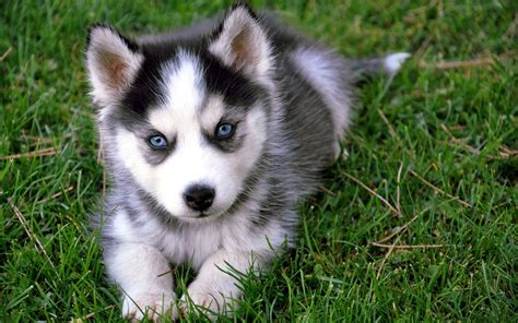 White And Black Alaskan Malamute Puppy Siberian Husky Dog Puppies