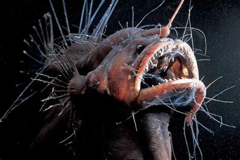 Deep Sea Anglerfish That Resembles An Alien Creature Washed Up On A