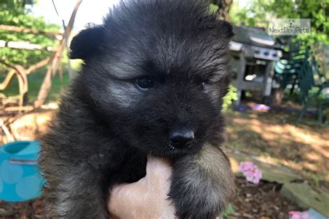 Small breeder of shichon, shihpoo. Teddy Bear: Keeshond puppy for sale near Knoxville ...