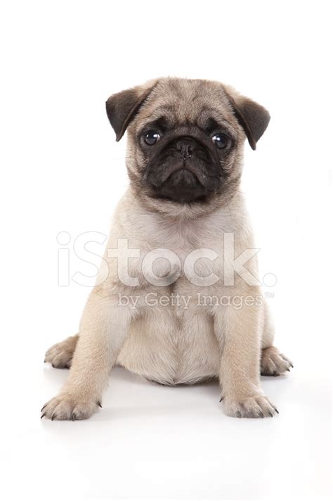 Pug Puppy Stock Photo Royalty Free Freeimages