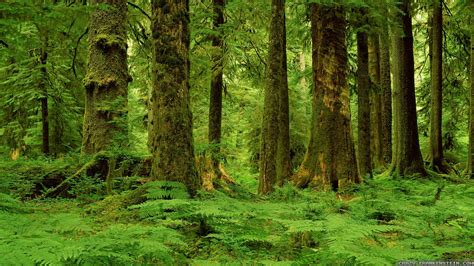 2560x1440 Hd Forest Wallpaper Лесные обои Лес Пейзажи