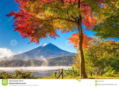 Fuji In Fall Stock Photo Image Of Fuji Scene Maple 62143314