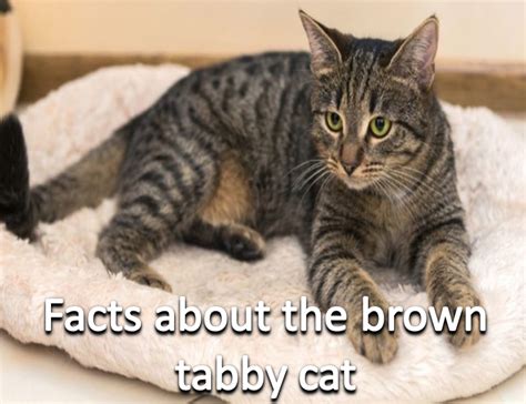 Facts About The Brown Tabby Cat Pawfeel Kitten Proofing Cats And