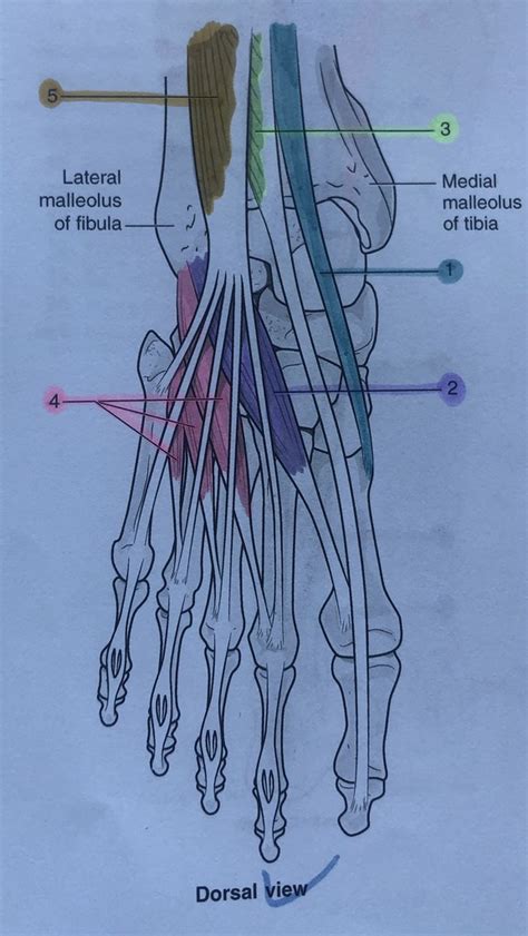 Muscles Of The Foot Dorsal Diagram Quizlet