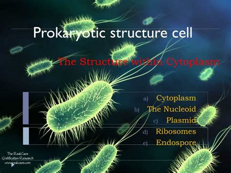 Ppt The Structure Within Cytoplasm Powerpoint Presentation Free