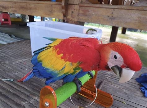 Scarlet Macaw Parrot For Sale Buy Scarlet Macaws Home Breed Birds