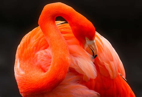 3840x2560 Animal Bill Bird Creature Exotic Feather Flamingo