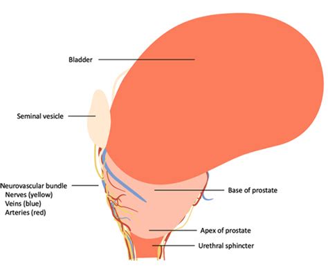 Overview Of The Topographic Location Of The Prostate And Its Download Scientific Diagram