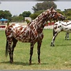 Beautiful leopard appaloosa Rare Horses, Horses And Dogs, Wild Horses ...