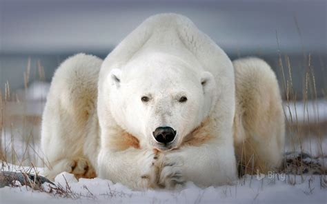Polar Bear Near Churchill Manitoba Canada Image Abyss