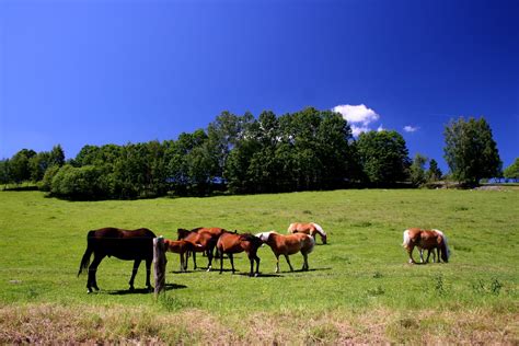 Free Images Landscape Grass Field Farm Meadow Prairie Herd