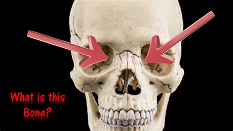 Human Skull Anatomy Quiz