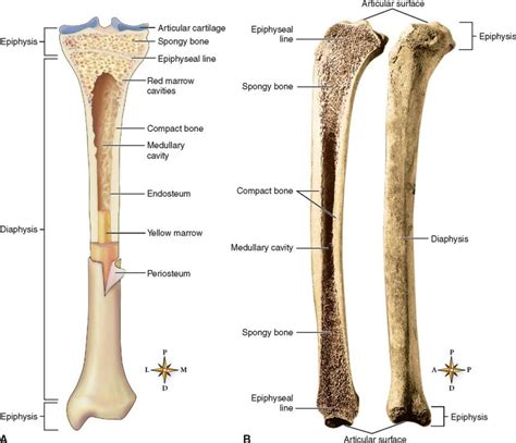 Red marrow is found mainly in the flat bones such as hip bone, breast bone, skull, ribs, vertebrae and shoulder blades, and in the cancellous (spongy) material pink marrow is found in the hollow interior of the middle portion of long bones. Long bones | Yellow marrow, Red marrow, Human body