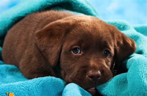Akc chocolate labs we have a litter of 10 chocolate labradors. The Cutest Chocolate Lab Pictures