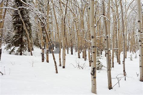 Royalty Free Image Aspen Forest In Winter By Pilens