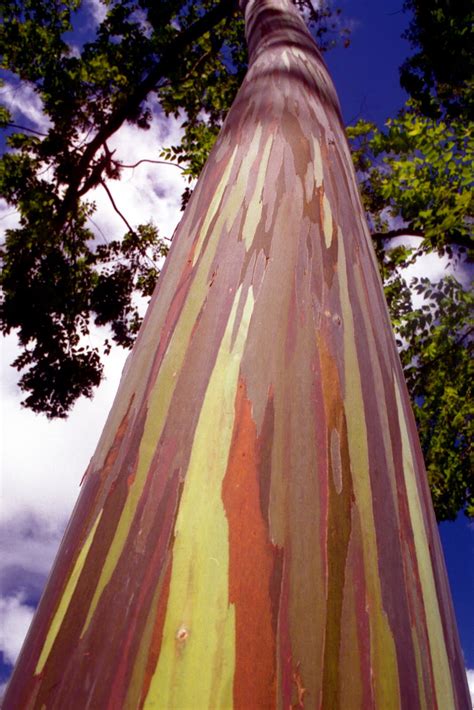 Happier Circumstance Rainbow Eucalyptus Tree