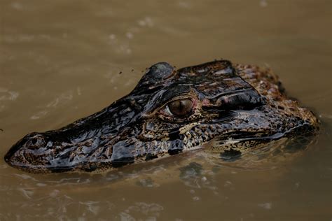 Watch Man Enters Store With Alligator Chases Customers