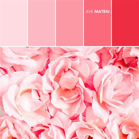 Close Up Of Pink Rose Flowers Color Palette 400 Ave Mateiu In 2021