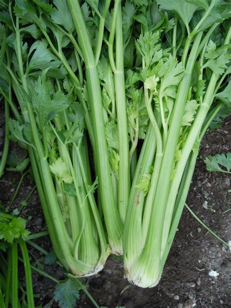 Celery Imported Seeds | Buy Imported Vegetable Seeds in India 
