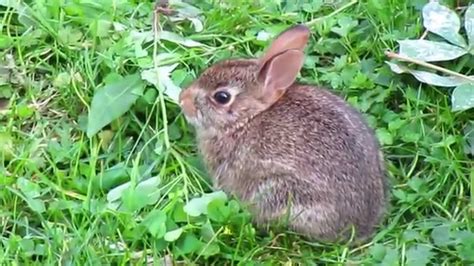Baby Rabbit In Back Yard Version 91514 Youtube