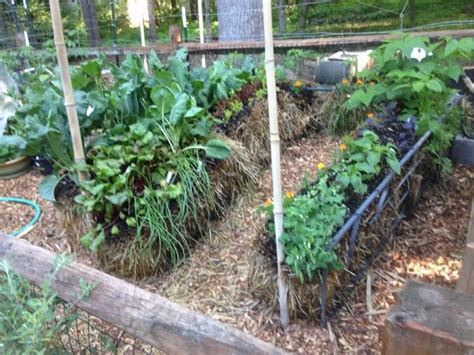 Benefits Of Straw Bale Gardening Hacks And How To Gardensall Straw