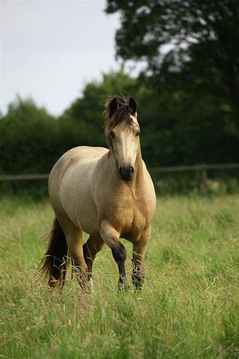 1z5f9563 Welsh Pony Brynseion Stud Uk Photograph By Bob Langrish Pixels