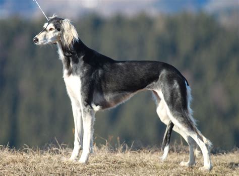 Saluki Dogs Saluki Dogs Whippets Borzoi Amazing Dogs Greyhounds