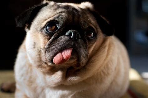 Pug Dog Breed Characteristic Daily And Care Facts