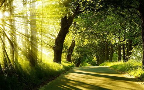 Hd Wallpaper Summer Forest Sunshine Nature Wallpaper Flare